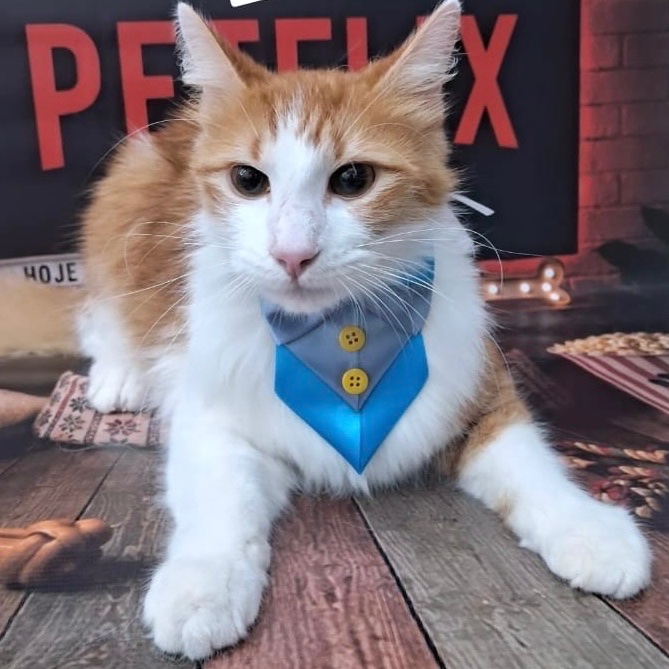 Refritando's tweet photo. Mandei o Theo pra tomar banho no pet aqui perto e agora eles tão usando a imagem dele de garoto propaganda 🫶🏾😽 https://t.co/qJwQIBOrfg