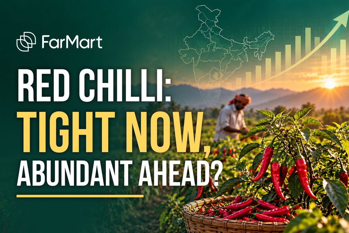 farMart_'s tweet photo. Red chilli: tight now, abundant ahead?

Stocks at key markets are 23–29% below last year, while southern crop delays support prices.

But Madhya Pradesh’s projected 2.5 lakh MT crop could ease tightness.

Read FarMart’s outlook:
https://t.co/udheqEeylK https://t.co/ij0L4NzhsO