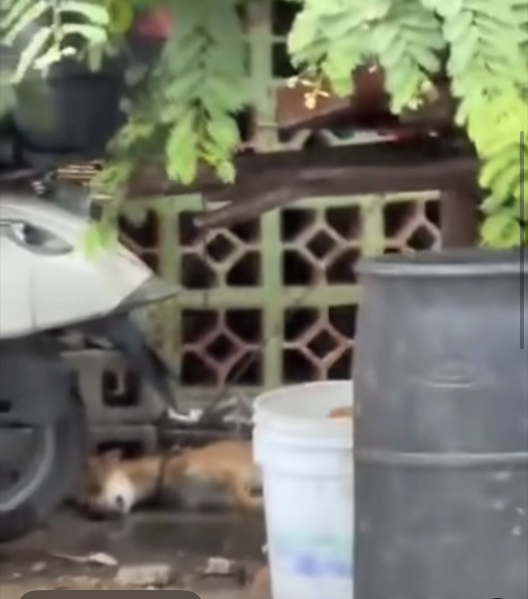 Plu2Desampara2's tweet photo. .@FiscaliaJal ▪️Denuncian presunto maltrato animal en Ciudad Madero; piden rescatar a perros encadenados

A través de redes sociales, el denunciante señaló que los animales permanecen amarrados sobre la banqueta, en la avenida del Maestro, entre las calles Ferrer Guardia y Jalisco, donde, según su reporte, no reciben alimento ni agua y algunos presentan un avanzado estado de desnutrición.
La ubicación señalada es la avenida del Maestro, entre Ferrer Guardia y Jalisco, en la colonia Flores Magón, en Ciudad Madero.