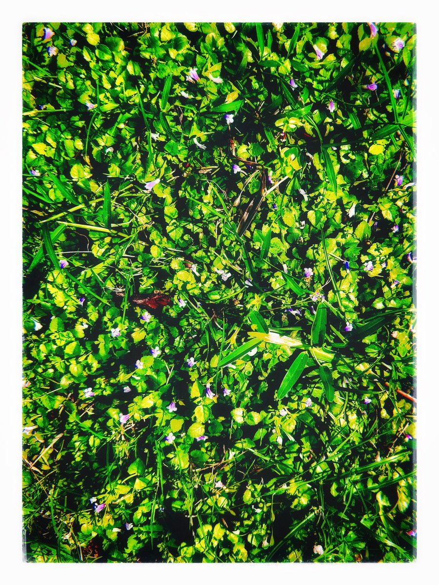 arpitabasu19's tweet photo. Free will. 
Little purple flowers in the middle of a grassy pathway, because they willed themselves to grow there only and no where else would do. https://t.co/7br0vjPPmX