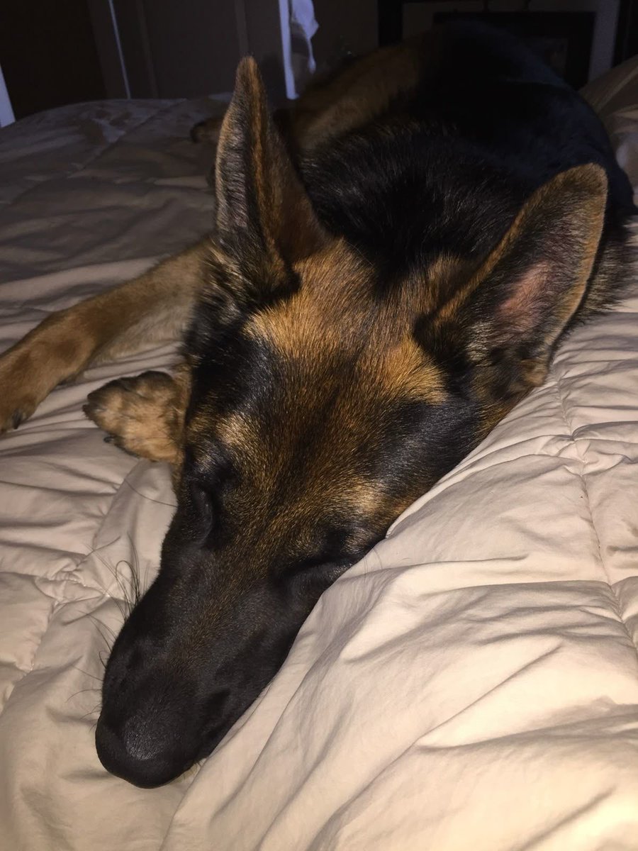 _COWPOKE_'s tweet photo. at least they protect me <3 https://t.co/ntrt9rXGRq