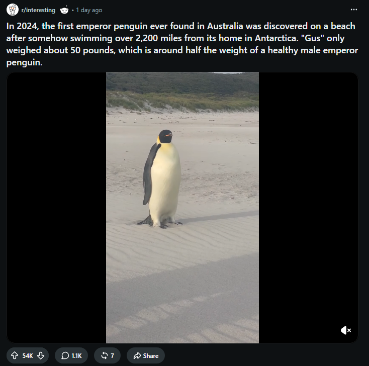 Zeeko__Dev's tweet photo. 54K UPVOTES IN A DAY?????

A penguin named GUS is going GIGA viral ALL over Reddit, X, IG and more...

Gus travelled over 2,200 miles from Antarctica to AUSTRALIA!

The most Odyssean narrative ever...bro left the Antartica and embarked on the most insane solo mission and ended up in Australia 🤣🤣🤣

https://t.co/n7HGfJLBGL