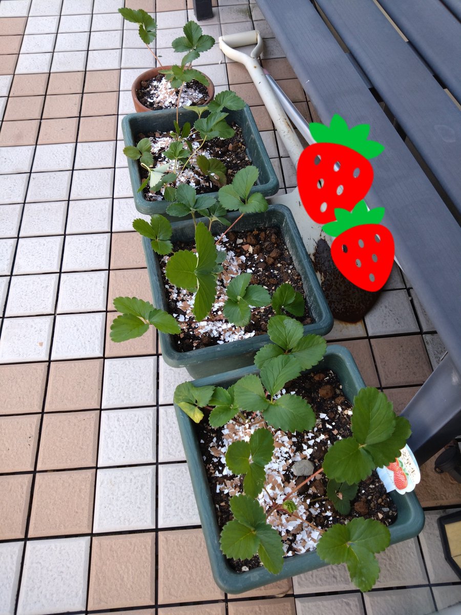 3sternchen's tweet photo. 苺定植🍓💃
元気に育ってね〜🙌 https://t.co/AlvgvxpTJo