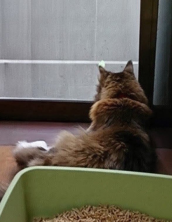 ZW2bnAY2gV33611's tweet photo. 命の恩猫が亡くなる1カ月前…
もう後ろ脚は立たなくなってて
ゴハンすらまともに食べれないのに少しでも良くなって欲しい思いから薬を無理に飲ませカハッと吐くのを見て
『人間のエゴでは？これは間違いなのかも？』と悩んでた頃
#猫
#虹の橋 https://t.co/KT4FAc3qK1