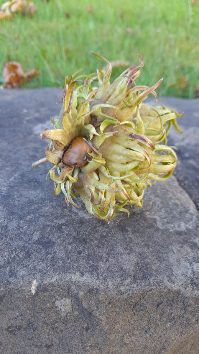 Gretangelred's tweet photo. Morning @MistletoeSprite 😘 it's Turkish beechnut Tuesday 😁
They fascinate me every year, big tree on my weekend walk route 😊

Have a good one chooch 💋 https://t.co/JEozRPI4iF