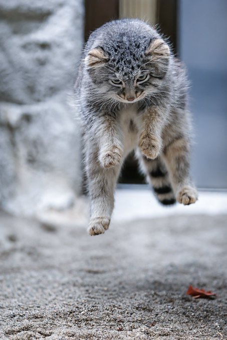_Robert_Paul2_'s tweet photo. (Flying) Manul Morning #manul https://t.co/YHVwX8zPjf