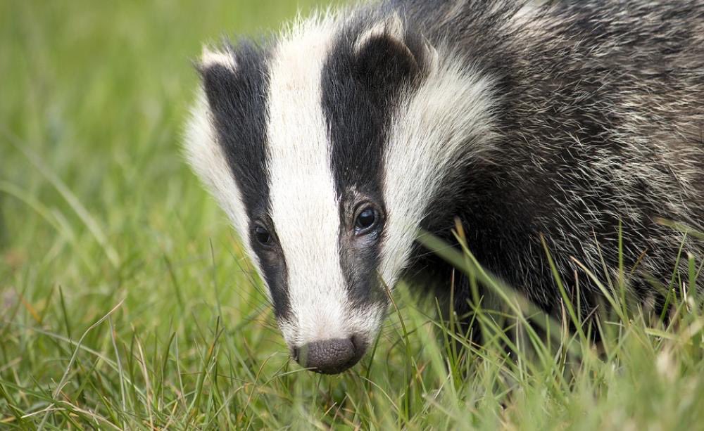BadgerPPDG's tweet photo. On #NationalBadgerDay celebrate the badger and everything that makes them so special, but also spare a thought for those that suffer through deliberate cruelty and persecution.
The public, wildlife groups and enforcement agencies can be their eyes, ears and voice.
#wildlifecrime https://t.co/3KlCXyuGTb