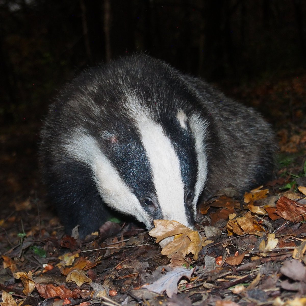 BadgerPPDG's tweet photo. On #NationalBadgerDay celebrate the badger and everything that makes them so special, but also spare a thought for those that suffer through deliberate cruelty and persecution.
The public, wildlife groups and enforcement agencies can be their eyes, ears and voice.
#wildlifecrime https://t.co/3KlCXyuGTb