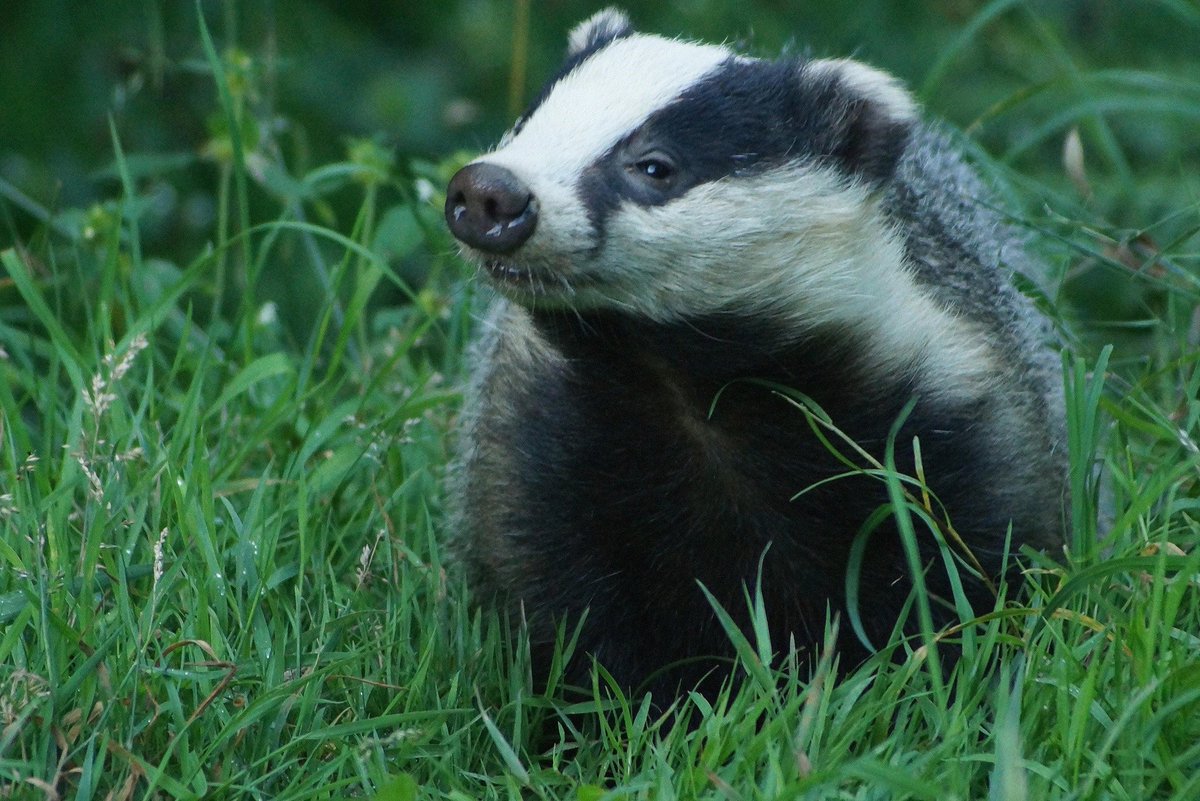 BadgerPPDG's tweet photo. On #NationalBadgerDay celebrate the badger and everything that makes them so special, but also spare a thought for those that suffer through deliberate cruelty and persecution.
The public, wildlife groups and enforcement agencies can be their eyes, ears and voice.
#wildlifecrime https://t.co/3KlCXyuGTb