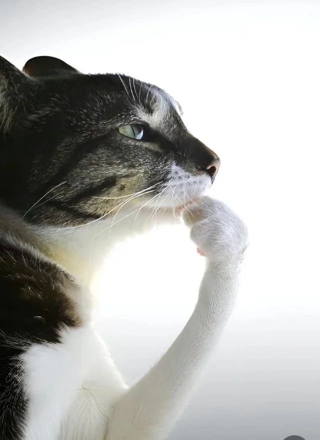 kunffukken's tweet photo. ik i like to joke around about fat asses but honestly i would never throw my life away just for someone with all ass no cabeza https://t.co/XsUjnNakkb