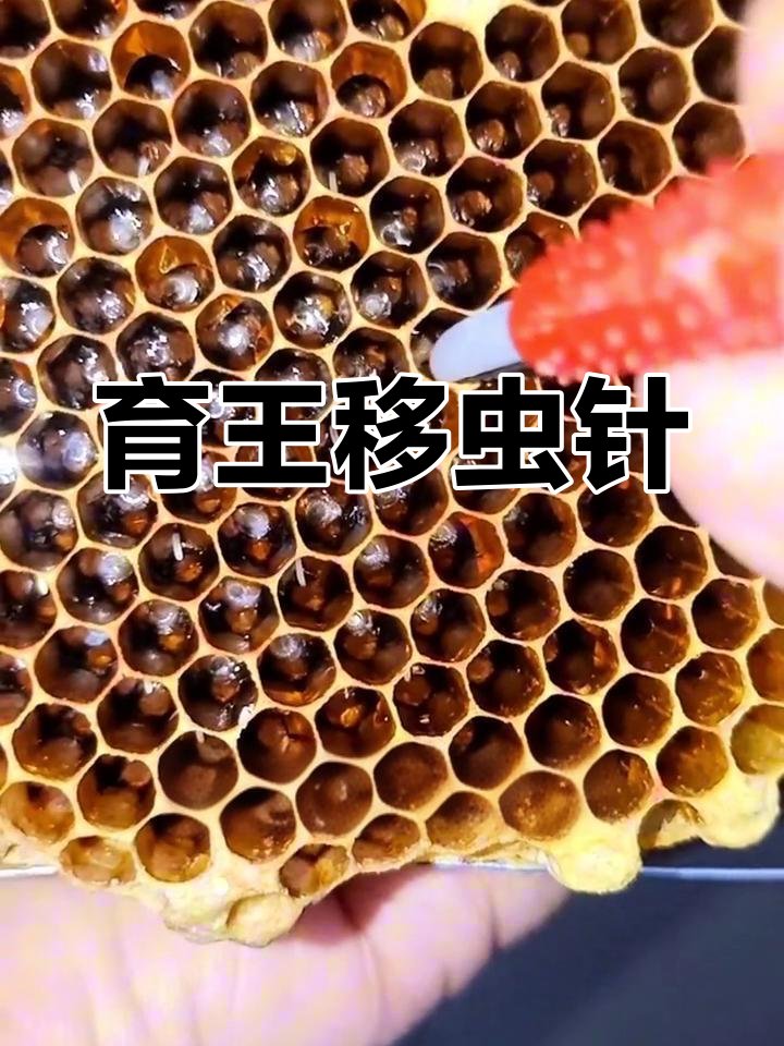 NovaAlveyui's tweet photo. La pequea aguja con punta de cono se usó para tallar el cuerno delicado. https://t.co/Z8grEEThKV