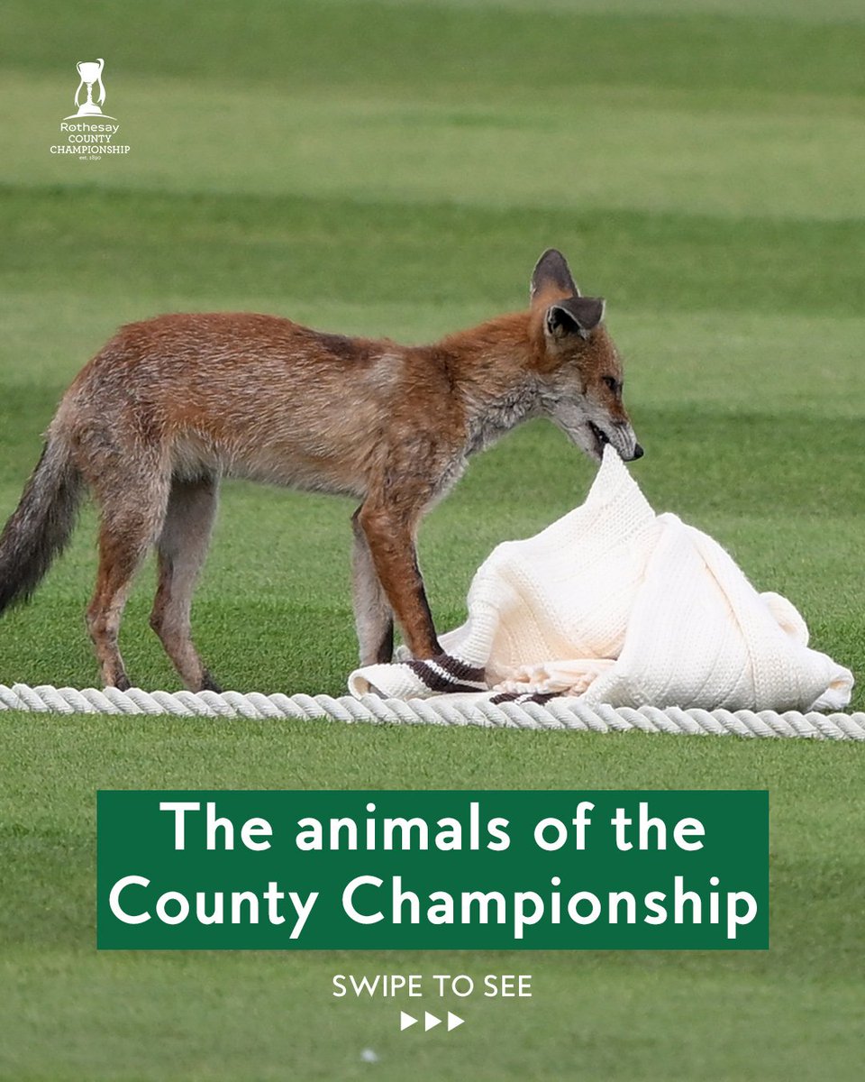 CountyChamp's tweet photo. Nothing improves a day at the cricket like seeing a new friend https://t.co/WRlwv6WWdb