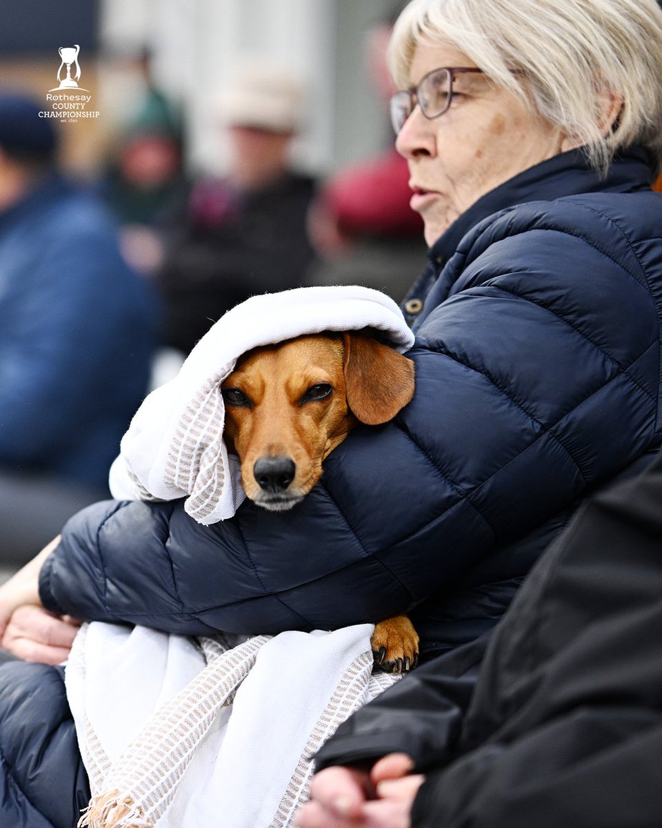 CountyChamp's tweet photo. Nothing improves a day at the cricket like seeing a new friend https://t.co/WRlwv6WWdb
