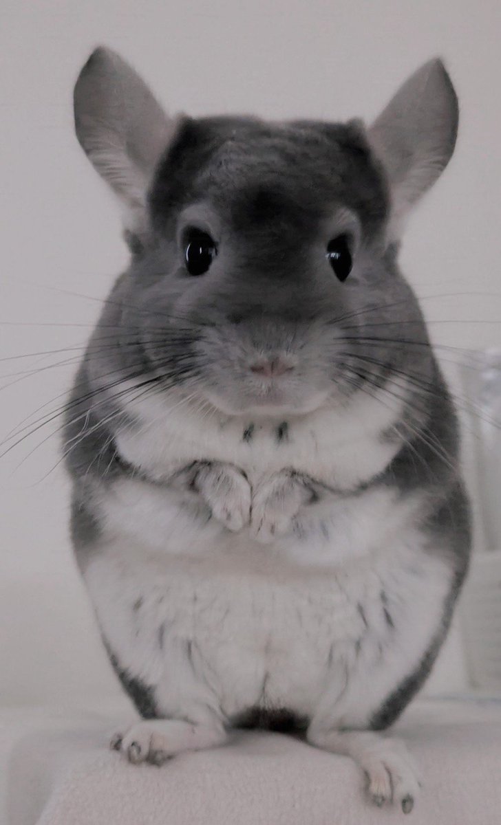ToaruChinchilla's tweet photo. モデルさんみたいなチンチラ🐭 https://t.co/BcGksdYsgT