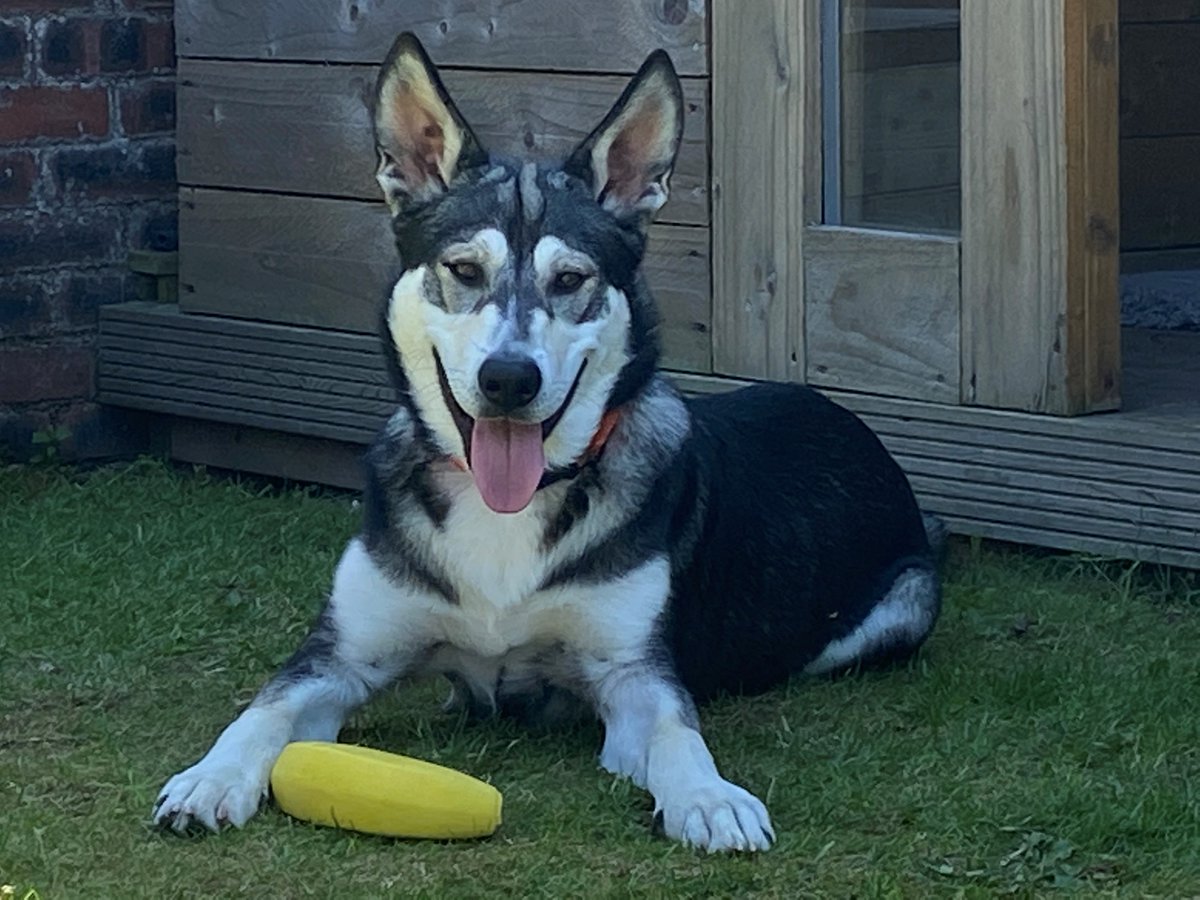 arogershorror's tweet photo. This is Montgomery. AKA 'Monty'. Husky-ish. He's the inspiration for Dave and Jack, the Apennine wolfdog brothers, ever-present protectors of Plas Llwyd, Tom Sonny's ancestral home in Wrexham. Named after the MC's favourite horror film. Clue: One wears a bright red puffer coat. https://t.co/fEy7qxNsxO