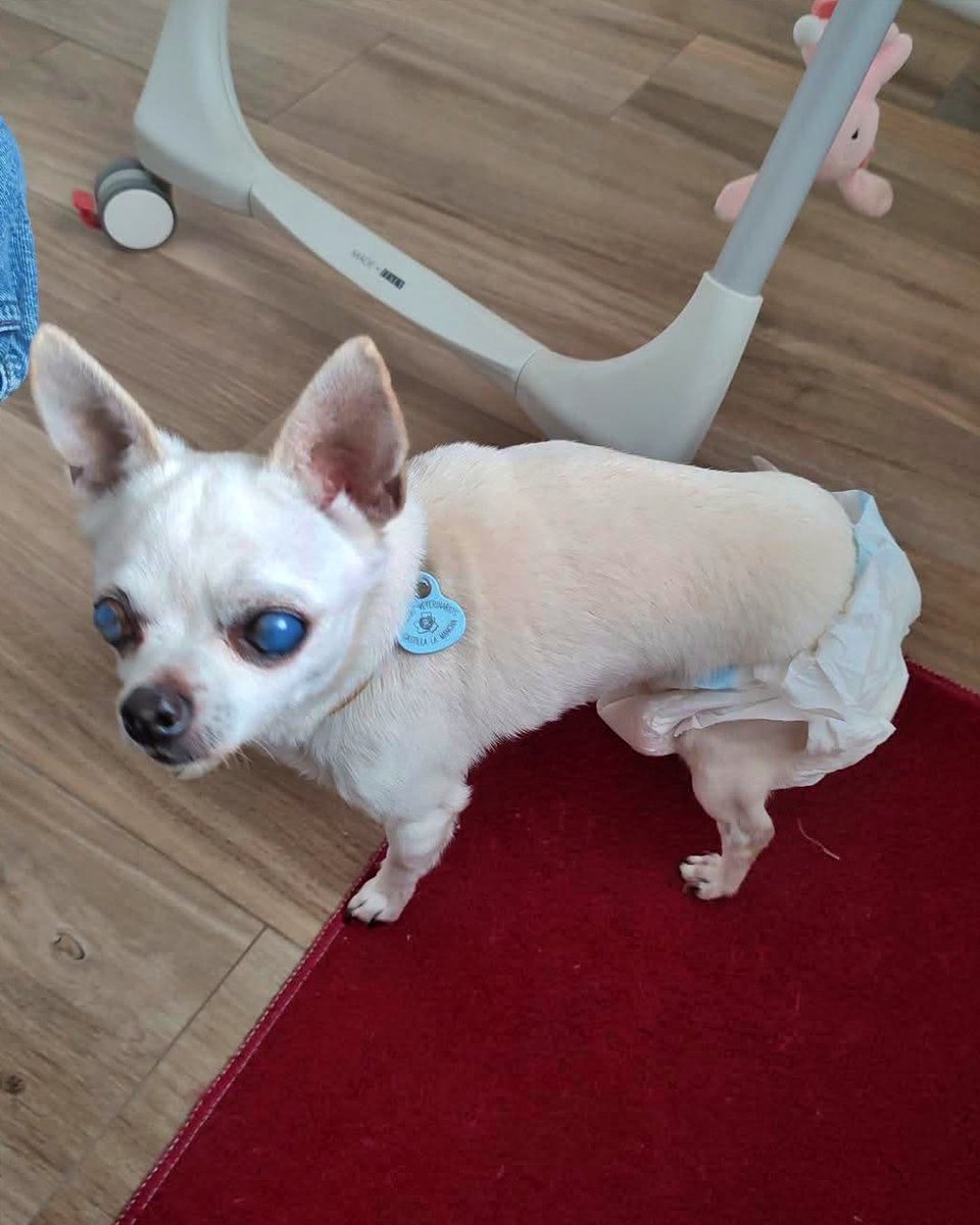 SosAbuelos1's tweet photo. #CiudadReal
Este abuelito de 13 años se llama #WALT, está #ciego y su familia le está buscando un nuevo hogar.

Se encuentra en Herencia.

Para más información, comunicarse al 648240180. https://t.co/0w9d8mUenC