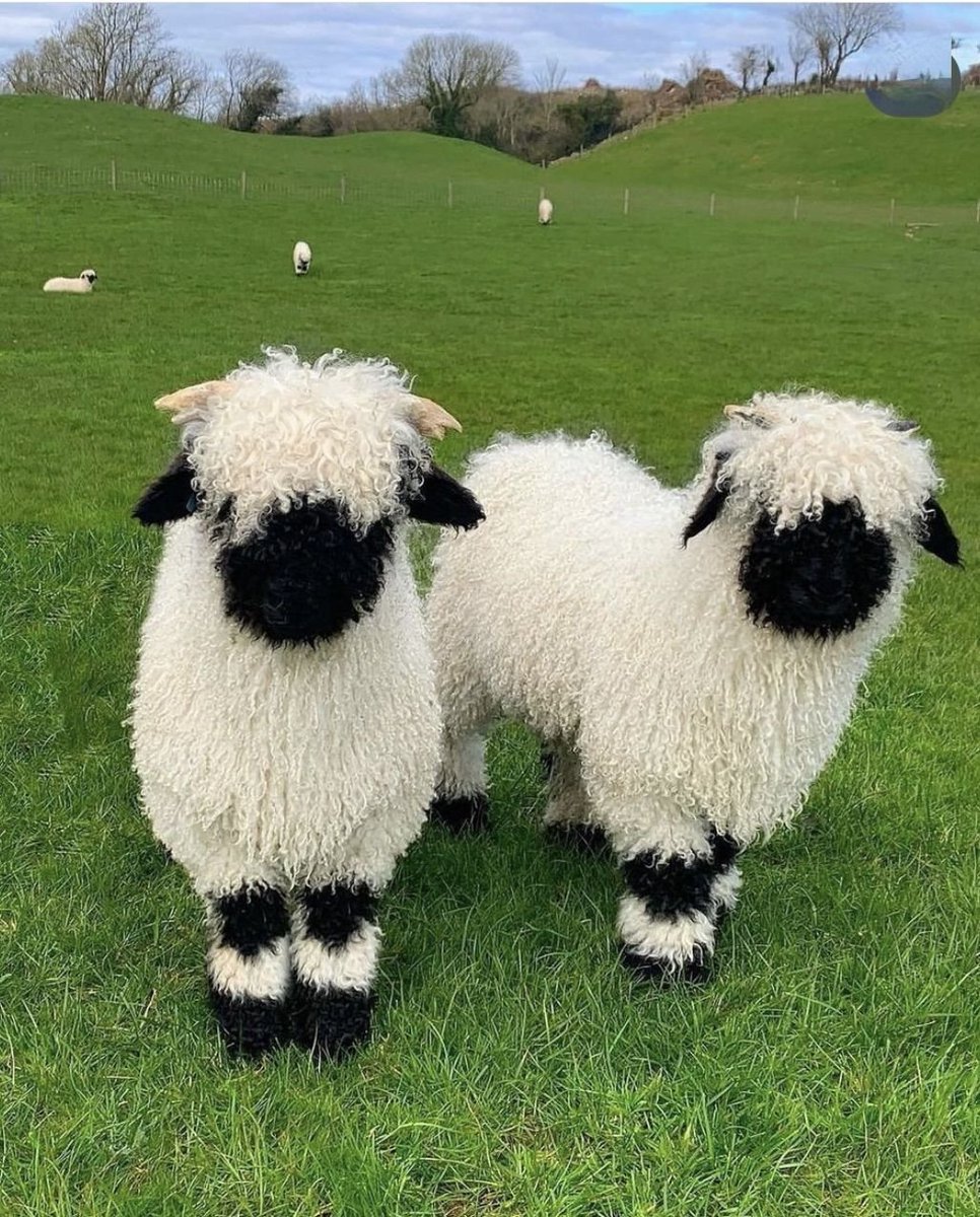 Hana_b30's tweet photo. The Valais Blacknose,  sheep from the Valais region of Switzerland🇨🇭 https://t.co/Af3VT0emrl
