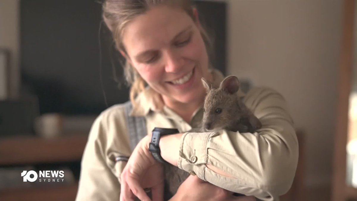A smiling woman with blonde hair holds a small wallaby joey in her arms in what appears to be a news segment from '10 NEWS SYDNEY'.