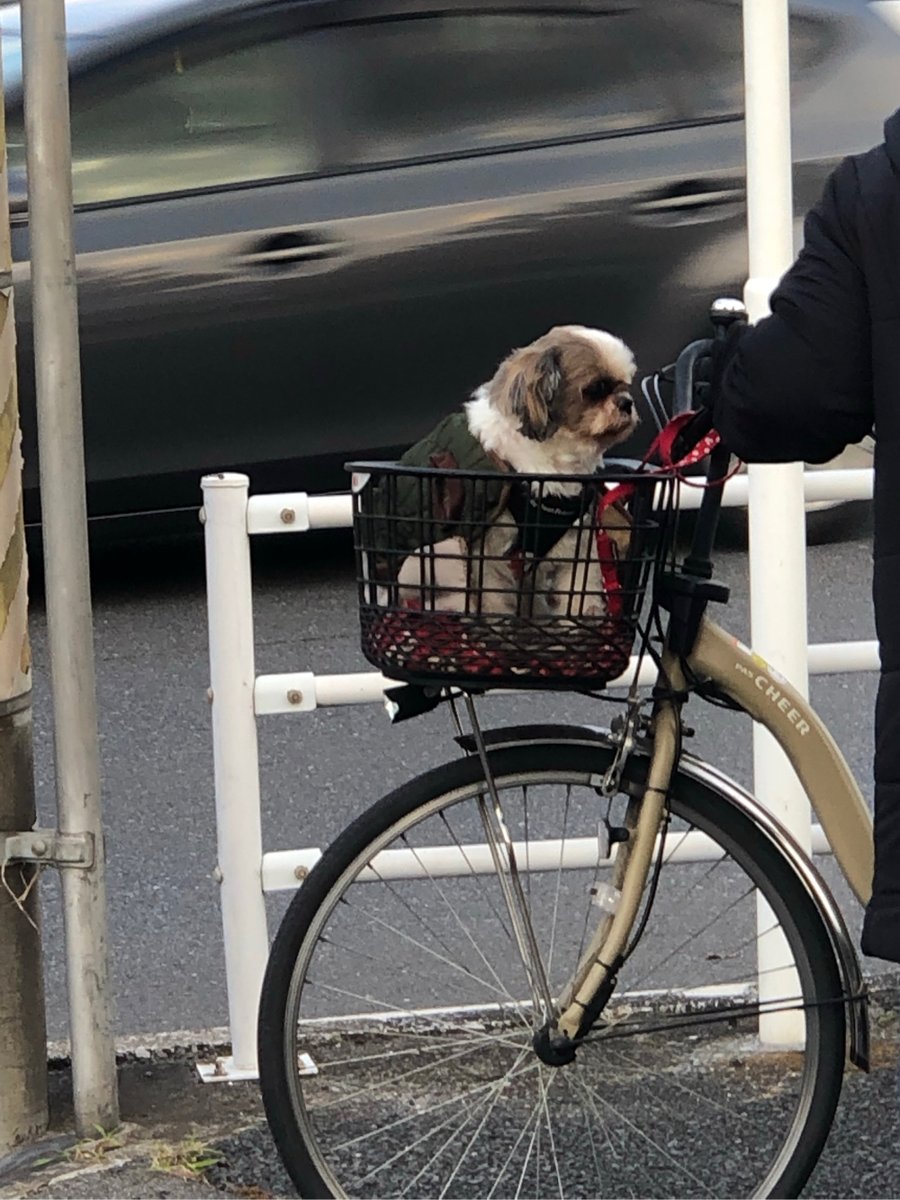 ShalandaKerm's tweet photo. [“En la plazuela, un perro se recuesta en el bastidor de la bicicleta vieja, mientras alguien paga la multa de tráfico por no sujetar el manillar.”]， https://t.co/vdrLXVeseZ