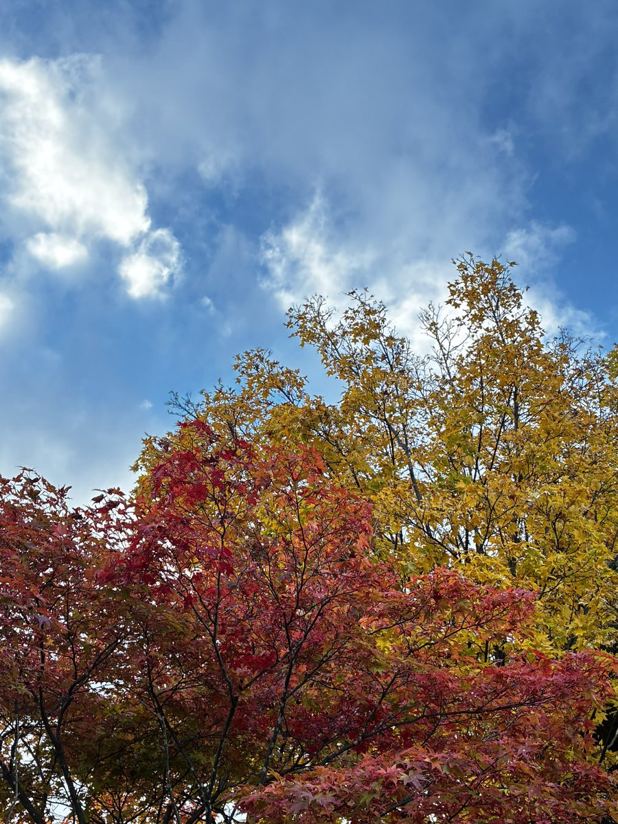 ready_v6's tweet photo. ちょっと紅葉だ
タイヤ交換の予約しなきゃなーー https://t.co/KwP3L3TmOW