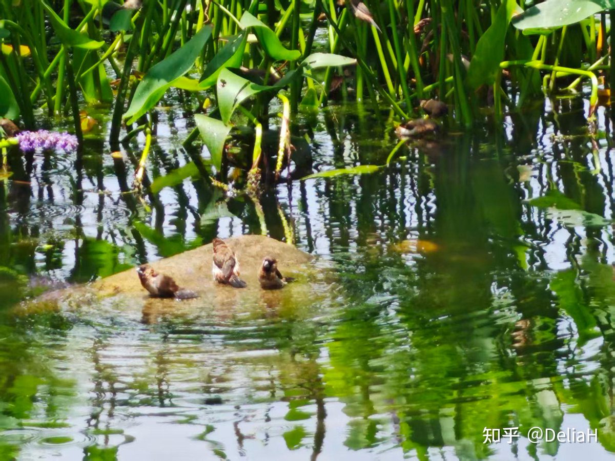 Lukman90846845's tweet photo. Found a fluffy antler, a gentle nurse, a lively swimmer and a clear river in the mountain woods—what a perfect little adventure! https://t.co/gKShWMuMmw