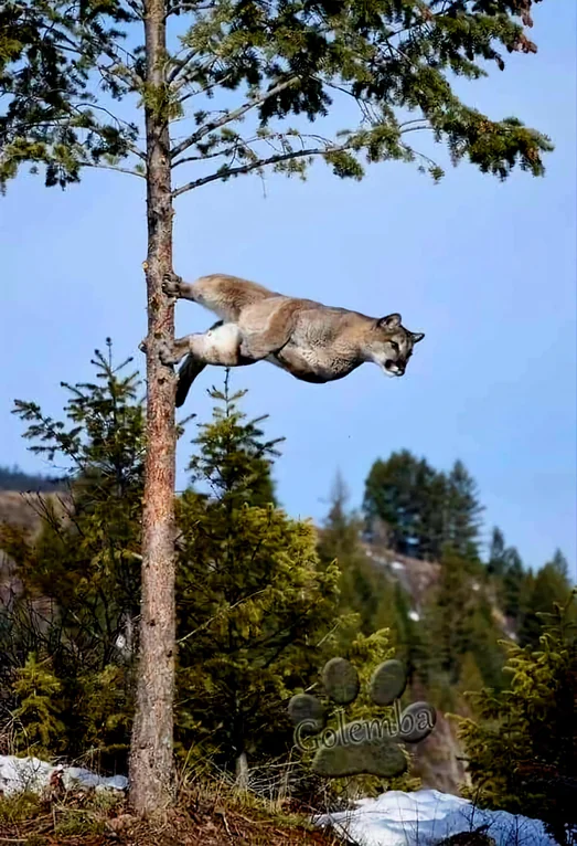 Rainmaker1973's tweet photo. A mountain lion about to leap out of a tree. https://t.co/yrb9Vuiugj