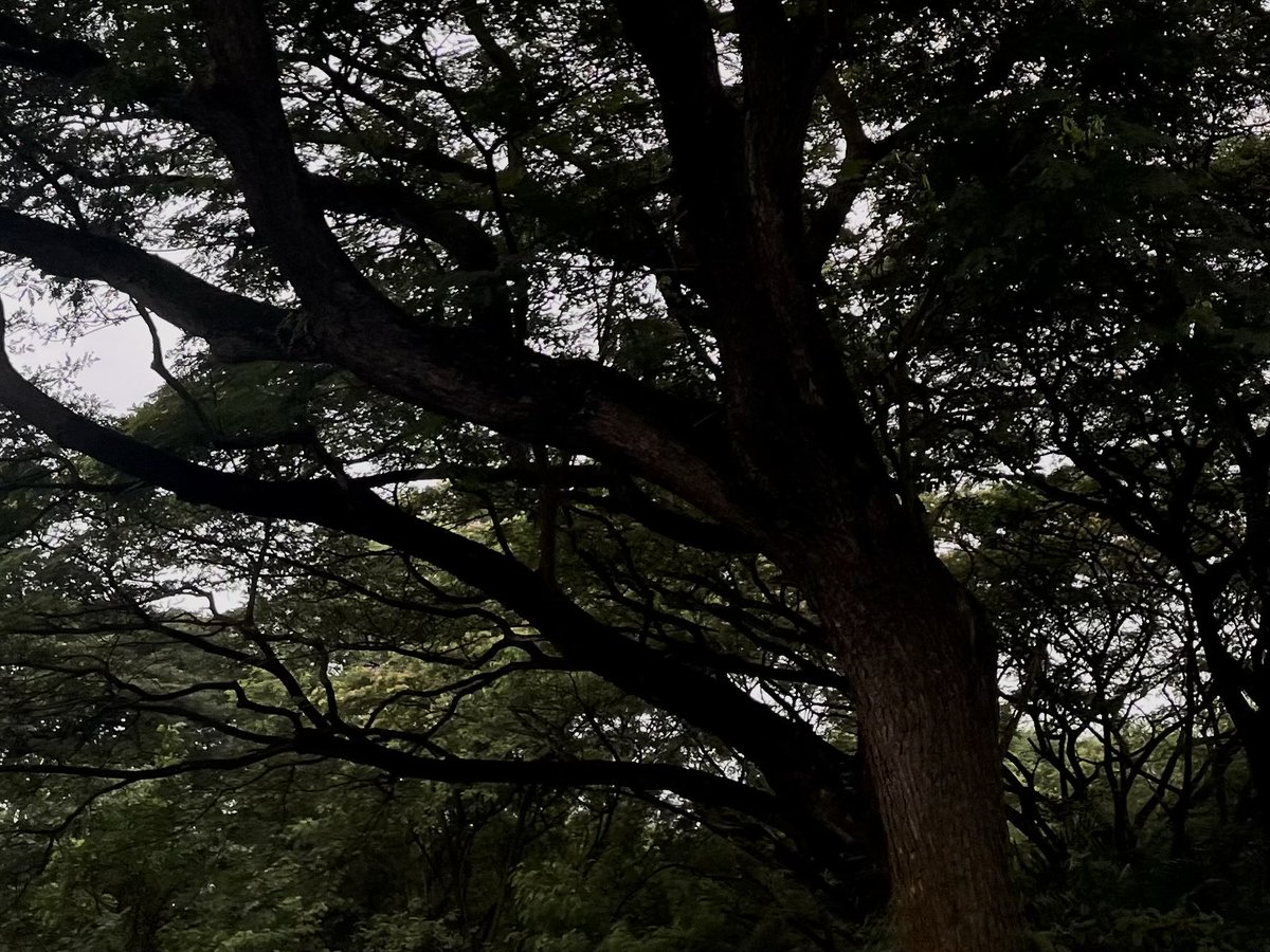 restocina's tweet photo. me 🫶🏻 tree 🌳 https://t.co/4gyNQ7Rz6n
