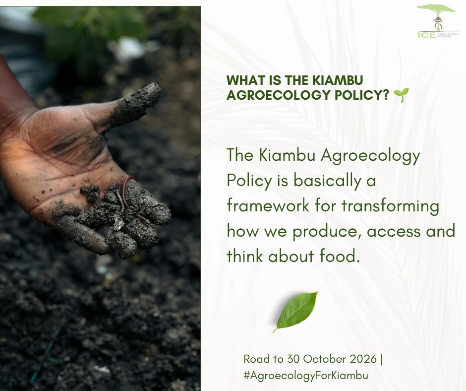 ICEkenyaorg's tweet photo. What exactly is the Kiambu Agroecology Policy?
It is more than a document.
The Policy provides a framework for Kiambu County to promote farming and food systems that support healthy soils, safe and nutritious food, resilient livelihoods, biodiversity and environmental conservation. It also recognizes that transforming our food systems requires everyone; farmers, consumers, government, researchers, civil society and the private sector.
As we count down to the official launch on 30 October 2026, we’ll be breaking down what the Policy means in practice.
Know the Policy. Understand your role. Be part of implementation.