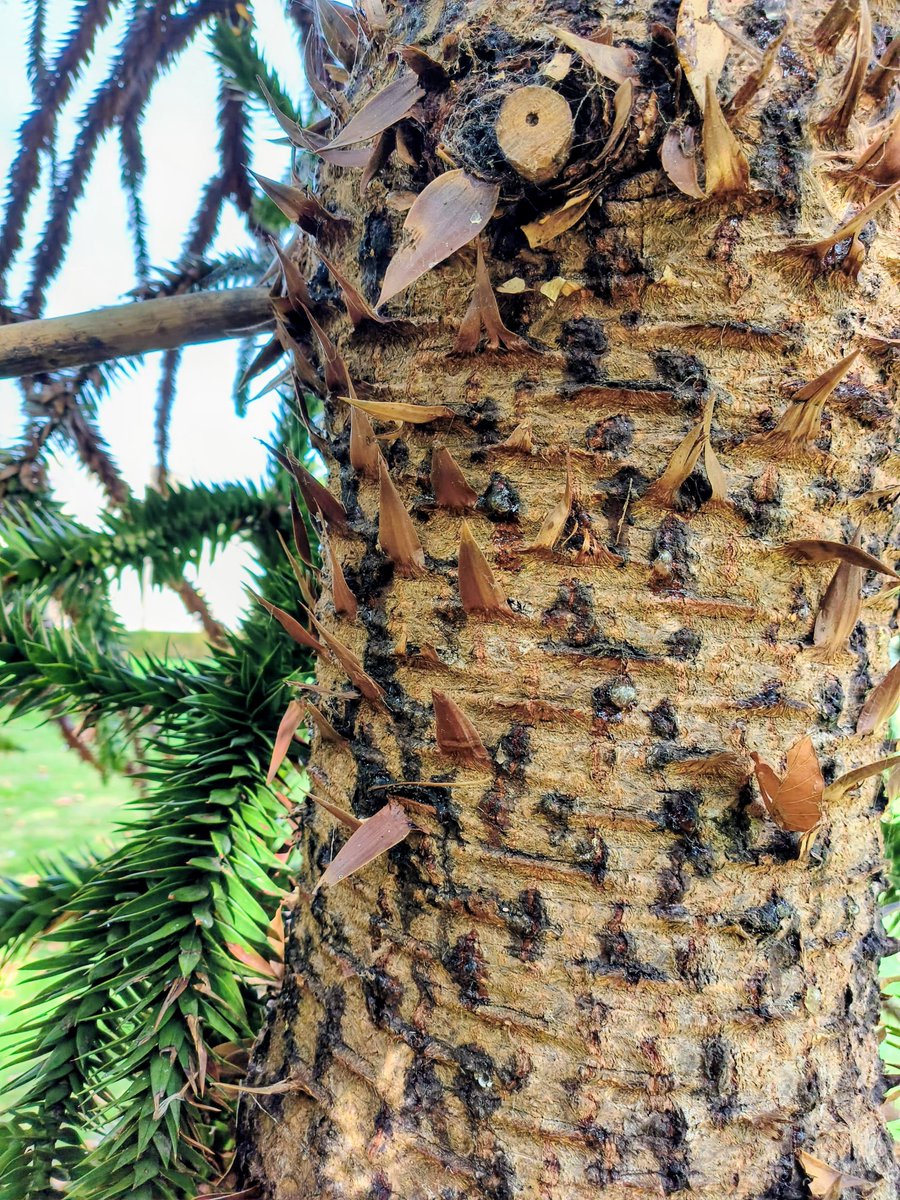 LadyGrace27's tweet photo. Its trunk is an intricate mosaic of old leaves and deep ridges, where beauty meets fierce defense...🌲
#ThickTrunkTuesday #Trees
#MonkeyPuzzleTree https://t.co/S86ByUcCre
