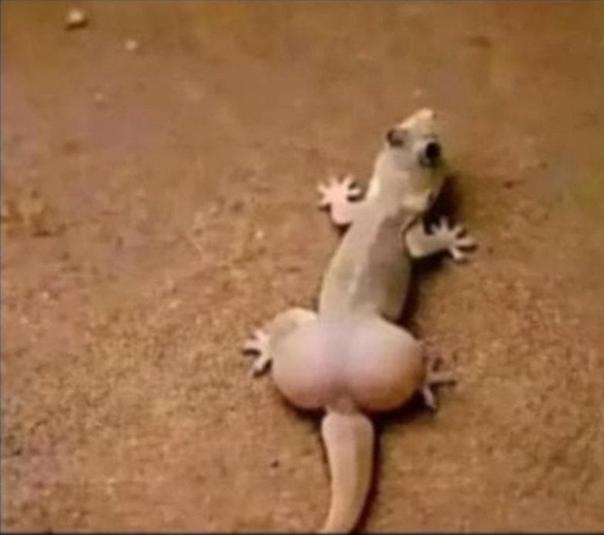 stonesanbricks's tweet photo. A random lizard in Kisumu https://t.co/ZWpYKjicSq