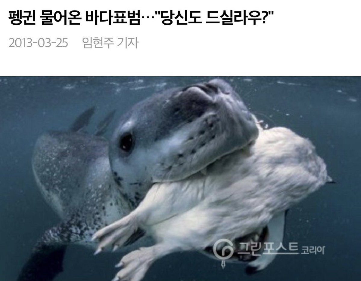 yuionyeon's tweet photo. 레오파드물범 개무서운데
담담한 임현주 기자가 더 무서움 https://t.co/myTKig3xUZ