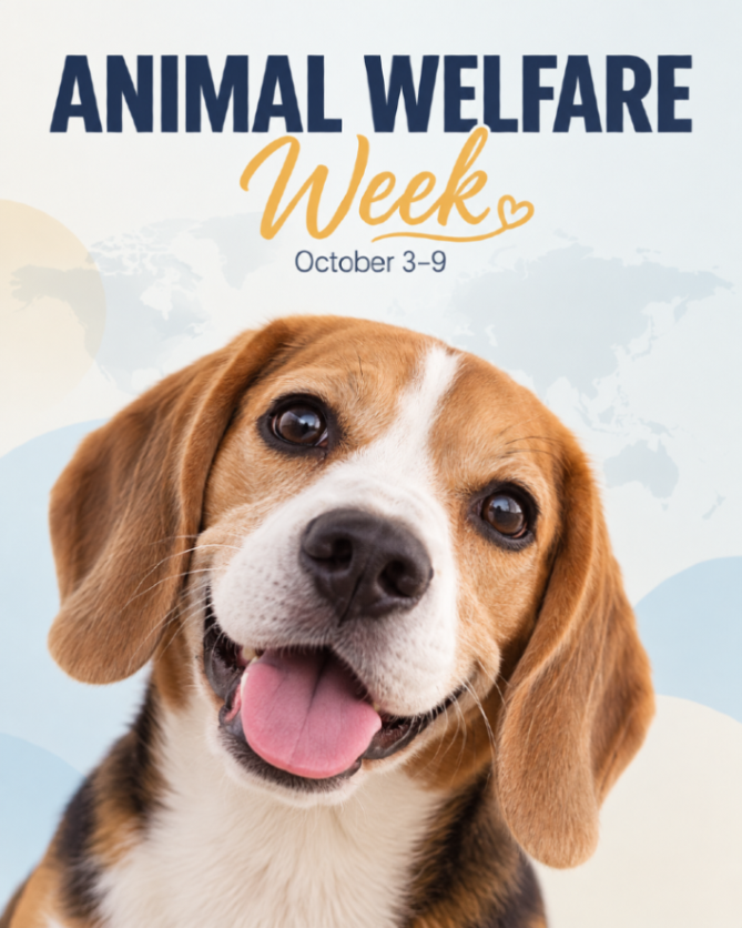 NoHoVet's tweet photo. Animal Welfare Week is a reminder that every animal deserves kindness, safety, and proper care. 🐾 From routine vet visits to daily love and attention, small choices make a big difference. #AnimalWelfare #PetCare #PetHealth https://t.co/zxCEBskG7L