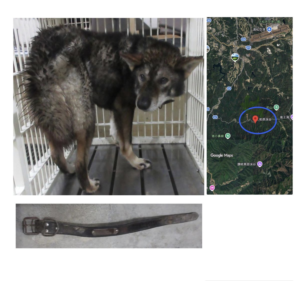 NoCulling's tweet photo. 🟦香川県 中讃保健所保護迷い犬🟦
管理番号2630261
推定1〜5歳の男の子が保護されました
この子が言葉を話せら聞いてみたい…
「なんでこんな場所にいるの？」
「一人で来たの？」

この子にお心当たりのある方は
　　　　　　　　至急ご連絡下さい🙏
中讃保健所📞0877-24-9964

迷子札の装着を🙏 https://t.co/krr4nCqGfi