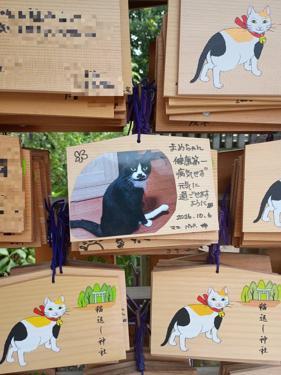 jigzs8bsVVByZXY's tweet photo. #下半身麻痺  #猫  #ハチワレ
 #猫好きさんと繋がりたい
 #阿豆佐味天神社  #猫返し神社
年に一度のお礼参り
遠い…けど、まめちゃんと出会わせてくれた猫神様なので！
まめちゃんの健康祈願して、まめちゃんのおやつの時間があるので、観光など一切せず急いで帰るという…😂 https://t.co/xbxmNRhJMN