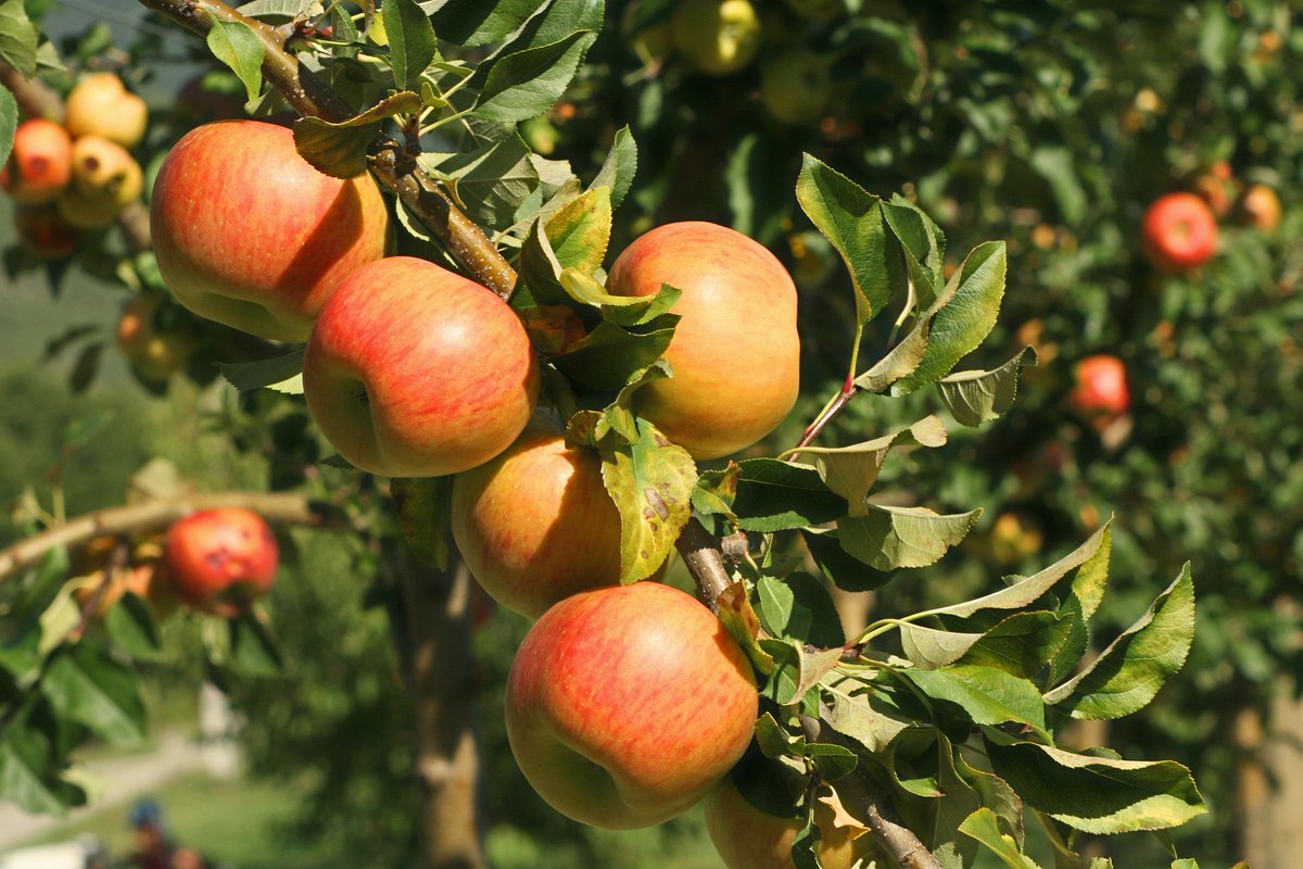 aepla_asoc's tweet photo. Entre los distintos árboles frutales, la manzana 🍏 es uno de los cultivos de temporada más representativos del otoño.

Cultivo:
🌡️ Resiste el frío
🌱 Suelos frescos
💧 Evita encharcamientos

Protección:
🐛 Gorgojo, Zeuzera, Cossus, Psila...
🥀 Oídio, Roña, Moniliosis, Virosis.. https://t.co/VqZbwRM9kH