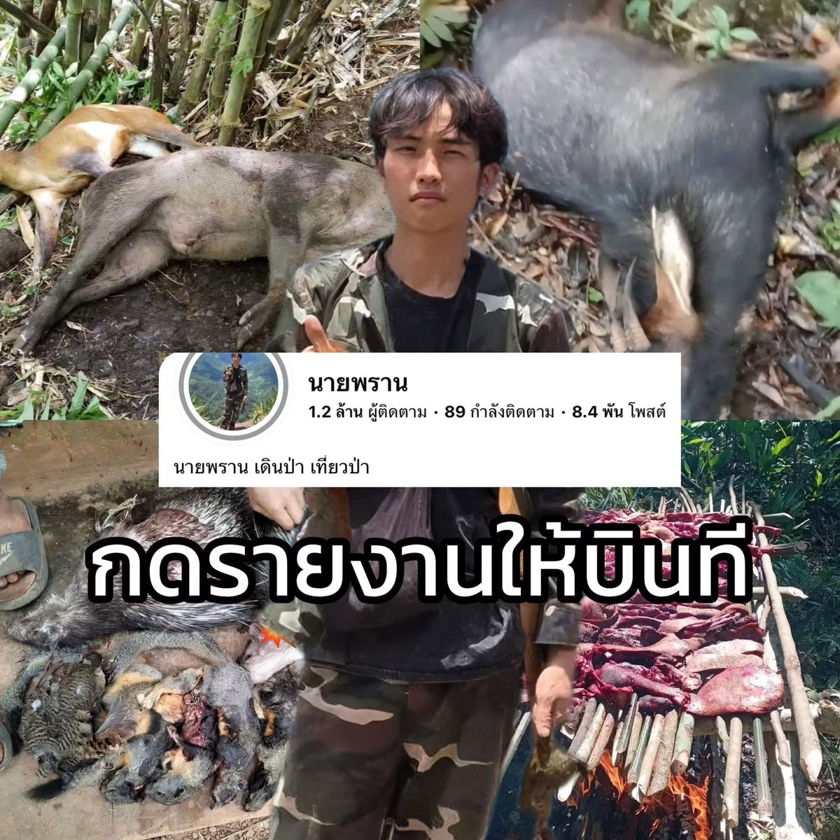 Luckyiiers's tweet photo. กดรายงานให้ทีทุกคน 🚨
หดหู่ที่สุด ช่วยสัตว์ป่าด้วย
ขอแรง ของพวกเรากดรายงานเพจนี้ทีในบ้านฟ้า
เป็นเพจที่ทำคอนเทนต์ เข้าไปล่าสัตว์ป่าสงวน
เก้งกวางเรียงผามันจัดการหมด ขนาดเม่นมันยังกิน
โพสต์แต่คำว่า “ หมานหมาน ”
ถ้าเข้าไปดูจะเห็นภาพความทรมาน
ของสัตว์ป่าน้อยใหญ่เยอะมาก 

เจ้าหน้าที่ตำรวจ กับ ป่าไม้ ทำอะไรไม่ได้แน่นอน
เพราะมันเป็นคนลาว 🇱🇦 ไม่ได้กลัวกฎหมายอยู่แล้ว
โดยคาดว่าน่าจะเดินทาง ในเขตรอยต่อ ไทย ลาว พม่า
สิ่งเดียวที่เราทำได้ คือตัดช่องทางหาเงินในโซเชียลของมัน

กดรายงานคนละ 1 ที เท่านั้น 
คุณจะช่วยสัตว์ป่าน้อยใหญ่ได้จำนวนมาก