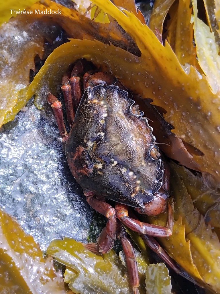 BioDataCentre's tweet photo. THEN AND NOW... The distribution of shore crab (Carcinus maenas) around the Irish coast has not changed since pre-2010. Explore Your Shore! has helped fill some gaps but this species is still found all around the Irish coast. https://t.co/jD4TaT1e6G https://t.co/eWF0BuMHZj