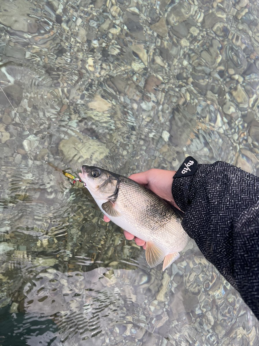 2Avvt's tweet photo. 遡上態勢のサクラマスの群れを横に朝から振り倒してウグイ3匹…��（これがサーフだったら激アツなんだけどなあ🤣🎣）

まだまだ水温もぬるいのでこれからですね💡 https://t.co/Uir0Oh2U8i