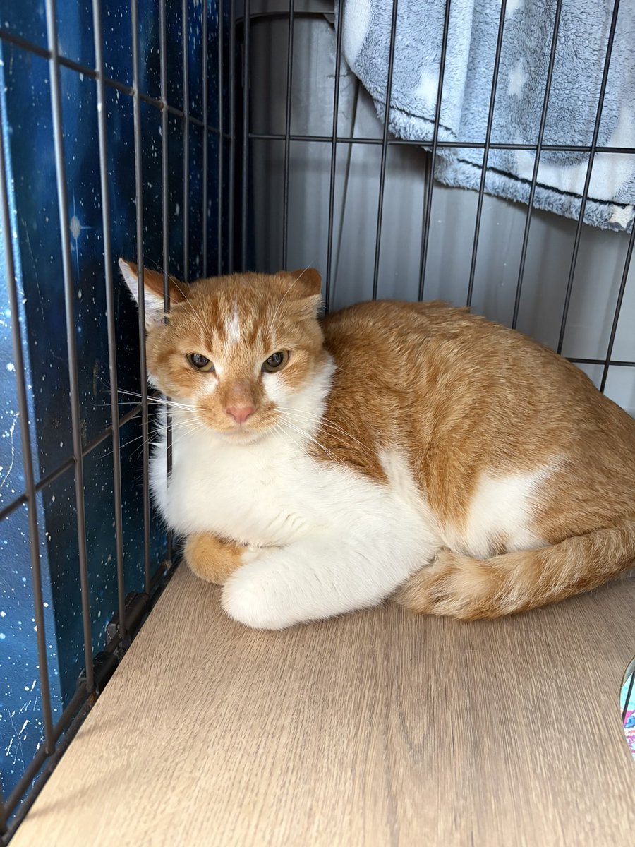 haikeinekosama's tweet photo. 拝啓ねこ様58期生到着しました！

雑誌ねこでお掃除などのお手伝いをしてくれた

OCTPATHの #栗田航兵 さんと
#小堀柊 さんからお名前いただきました！

・こぼ君(茶トラ)
・くり君(茶白)

来月一歳のBIG兄弟！きまた達との差がすごい！

#阿佐ヶ谷　#拝啓ねこ様 https://t.co/8Wh9D9oTUY
