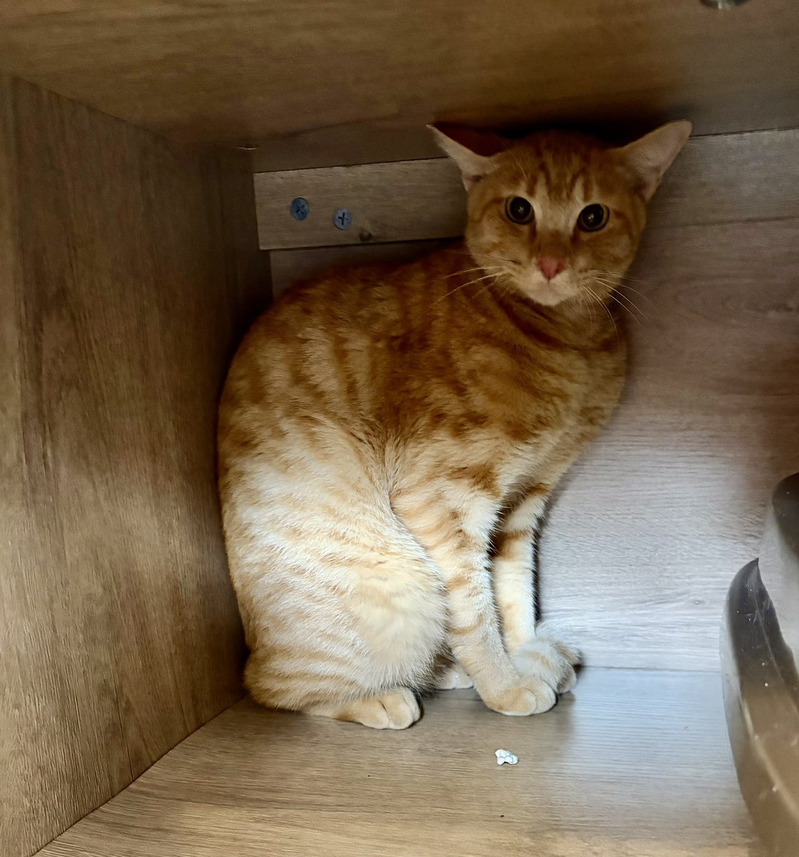 haikeinekosama's tweet photo. 拝啓ねこ様58期生到着しました！

雑誌ねこでお掃除などのお手伝いをしてくれた

OCTPATHの #栗田航兵 さんと
#小堀柊 さんからお名前いただきました！

・こぼ君(茶トラ)
・くり君(茶白)

来月一歳のBIG兄弟！きまた達との差がすごい！

#阿佐ヶ谷　#拝啓ねこ様 https://t.co/8Wh9D9oTUY