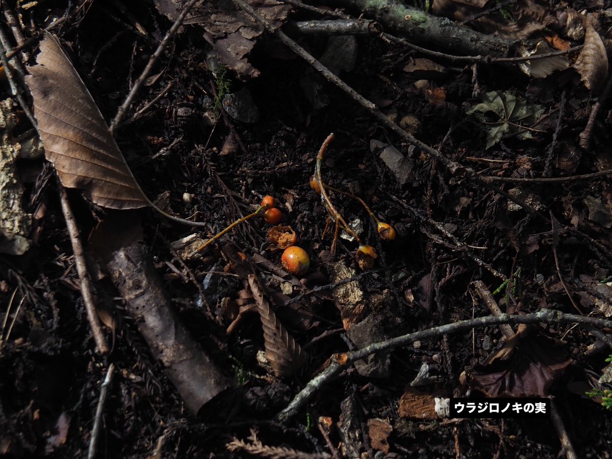 mitakevc's tweet photo. #日の出山 の巡視へ行ってきました！
登山道は先日までの長雨で土が削れ、穴が空いている箇所がチラホラありますが
大きな異常はありませんでした☔️
山頂直下のお手洗いも問題ありません🚻
道中は様々な植物が実をつけ始め、秋めいています♩

#御岳山 から片道1時間
#山野草 https://t.co/lEjtosWodt
