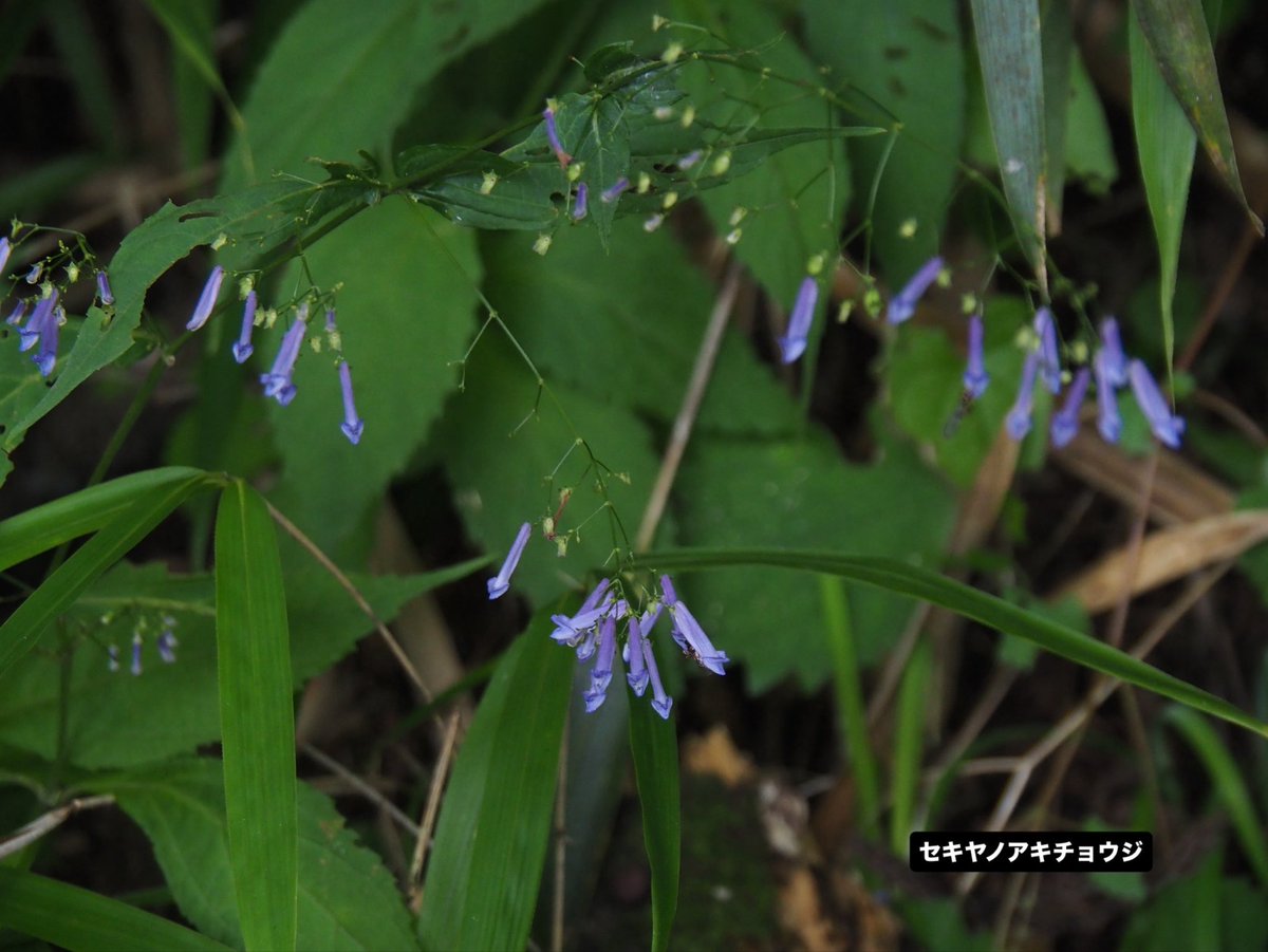 mitakevc's tweet photo. #日の出山 の巡視へ行ってきました！
登山道は先日までの長雨で土が削れ、穴が空いている箇所がチラホラありますが
大きな異常はありませんでした☔️
山頂直下のお手洗いも問題ありません🚻
道中は様々な植物が実をつけ始め、秋めいています♩

#御岳山 から片道1時間
#山野草 https://t.co/lEjtosWodt