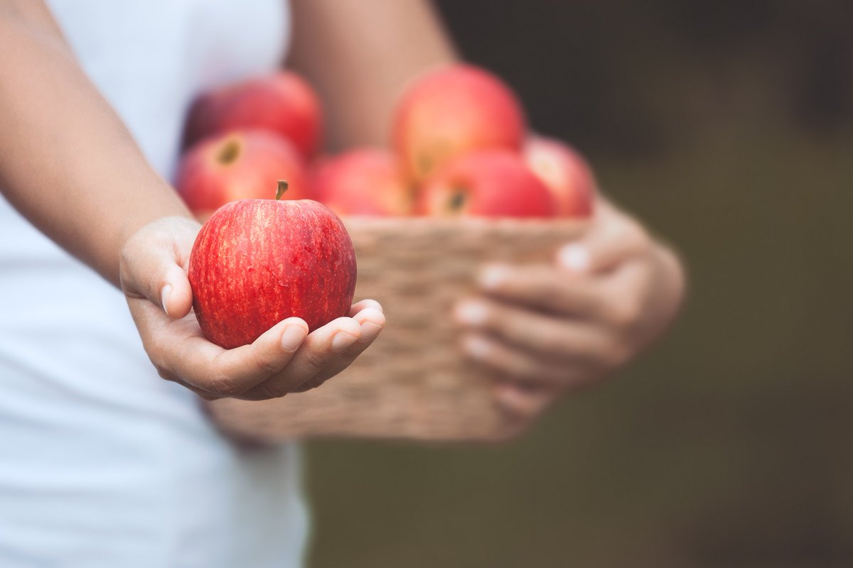 aepla_asoc's tweet photo. Entre los distintos árboles frutales, la manzana 🍏 es uno de los cultivos de temporada más representativos del otoño.

Cultivo:
🌡️ Resiste el frío
🌱 Suelos frescos
💧 Evita encharcamientos

Protección:
🐛 Gorgojo, Zeuzera, Cossus, Psila...
🥀 Oídio, Roña, Moniliosis, Virosis.. https://t.co/VqZbwRM9kH