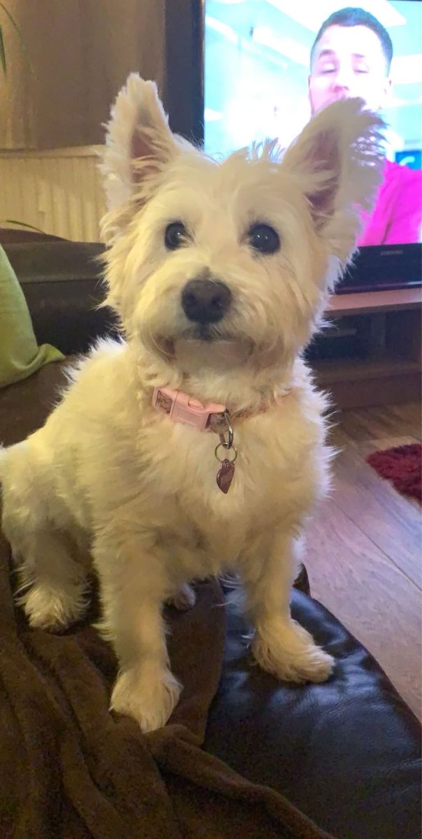 PlasMusic's tweet photo. Had to say goodbye for the last time to this little girl. After 17 years. Absolutely heartbroken. https://t.co/fbCQywkIGv