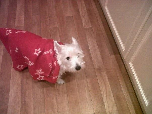 PlasMusic's tweet photo. Had to say goodbye for the last time to this little girl. After 17 years. Absolutely heartbroken. https://t.co/fbCQywkIGv