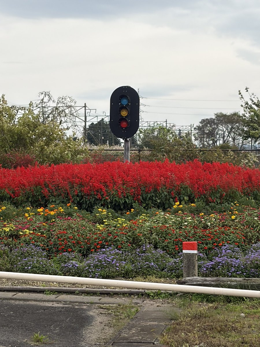 nonnonnoa6's tweet photo. なんで信号機の周りにお花いっぱい植えられてんの？？ https://t.co/i4jOxhOHQw