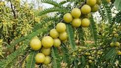 stories_green's tweet photo. Amla, Moringa Drive Rural Empowerment, Nutrition Push: PM Modi In ‘Mann Ki Baat’
https://t.co/9oW0BrWbUh
#Agribusiness, #amla, #Anganwadi, #getgreengetgrowing, #gngagritech, #greenstories, #MALNUTRITION, #mannkibaat, #moringa, #nutrition https://t.co/sdSy43gLsK