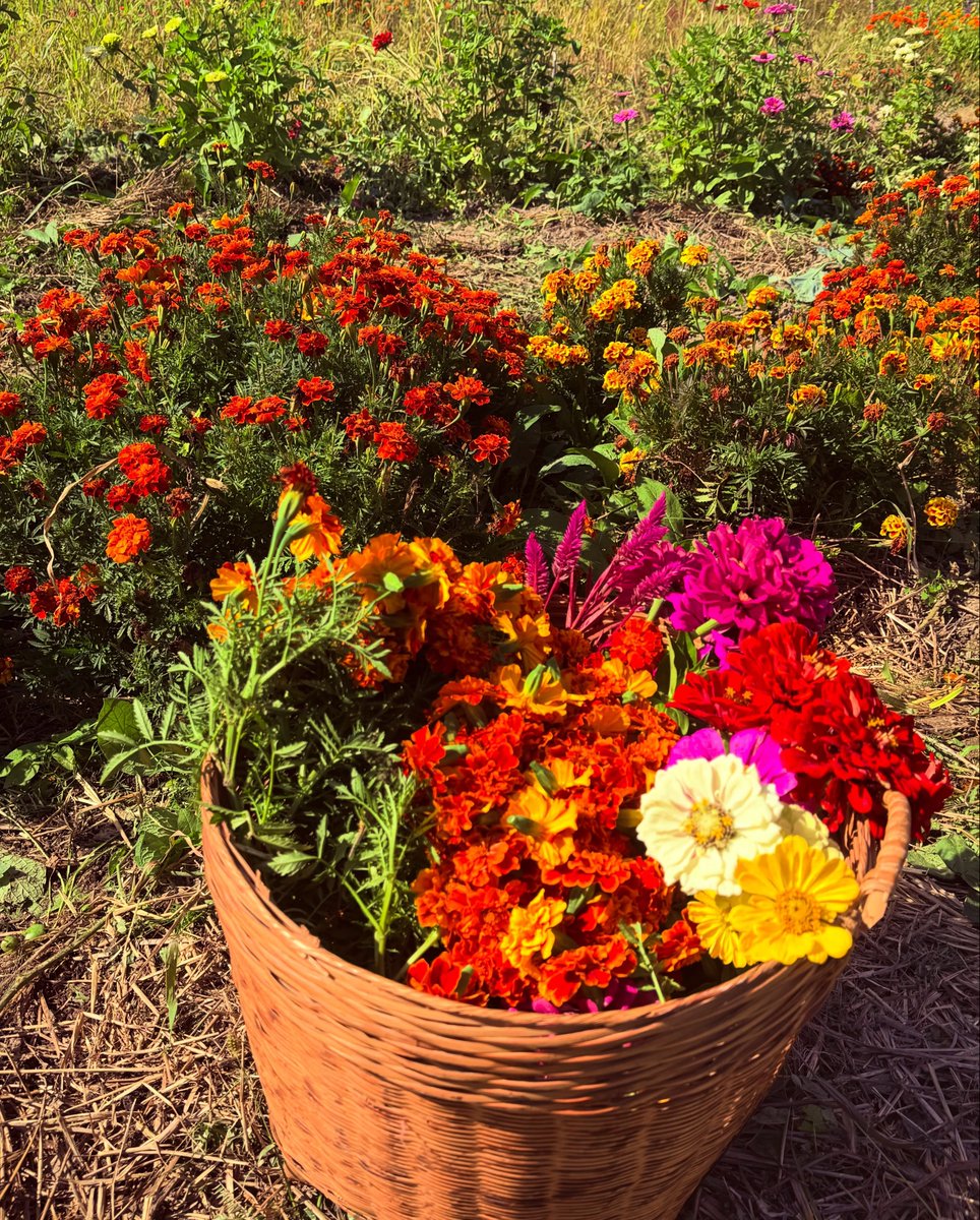 Swastee13's tweet photo. A basket full of #fall! 🍁 #autumncolours and #policy in the everyday. #Marigolds,#zinnias #amaranth &amp; weaving them into festive garlands, preserving seeds, all from a little kitchen garden🍁

Explore the everyday of #publicpolicy, #ecology in Diving Deep: https://t.co/rG4hxSDSe6 https://t.co/hg4JwWhM02