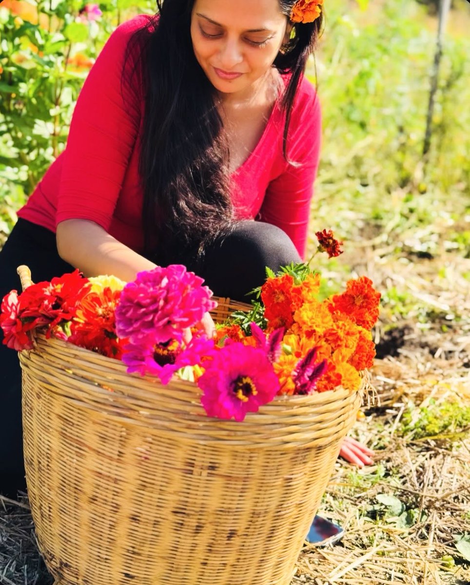 Swastee13's tweet photo. A basket full of #fall! 🍁 #autumncolours and #policy in the everyday. #Marigolds,#zinnias #amaranth &amp; weaving them into festive garlands, preserving seeds, all from a little kitchen garden🍁

Explore the everyday of #publicpolicy, #ecology in Diving Deep: https://t.co/rG4hxSDSe6 https://t.co/hg4JwWhM02