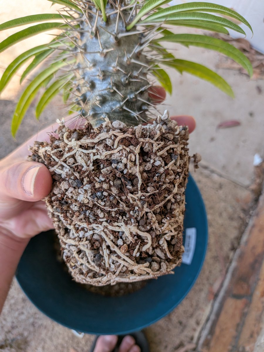 logcactus tweet picture